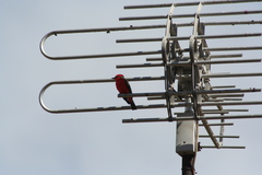 Pyrocephalus rubinus