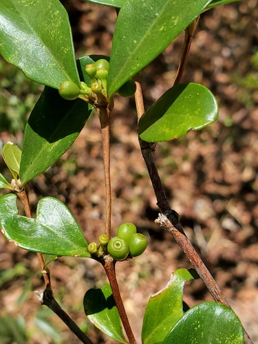 Coffea boiviniana image