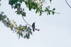 Cynanthus latirostris