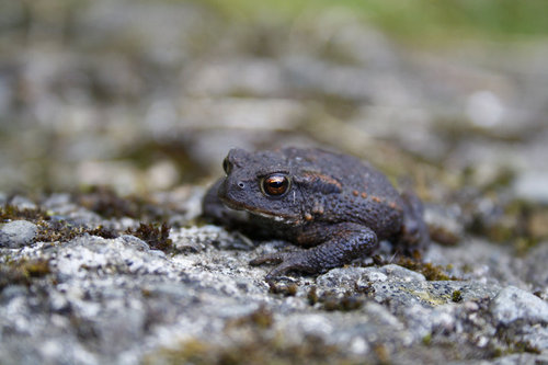 Bufo bufo