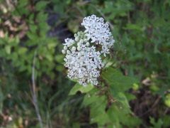 Asclepias texana
