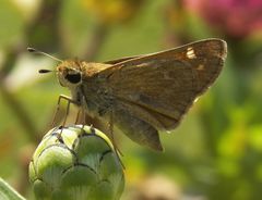 Atalopedes campestris huron