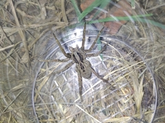 Lycosa erythrognatha