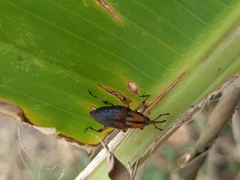 Metamasius sericeus