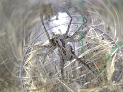 Lycosa erythrognatha