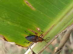 Metamasius sericeus