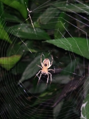 Alpaida veniliae