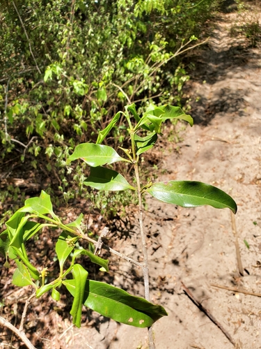 Pyrostria ampijoroensis image