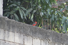 Pyrocephalus rubinus