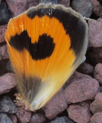 Eudocima serpentifera