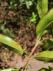 Image of Pyrostria ampijoroensis