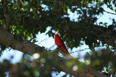 Pyrocephalus rubinus