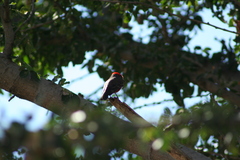 Pyrocephalus rubinus