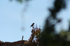 Pyrocephalus rubinus