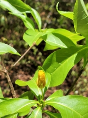 Arboa integrifolia image