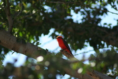 Pyrocephalus rubinus
