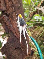 Cerogenes auricoma