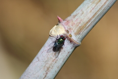 Diptera
