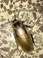 Blaberus discoidalis