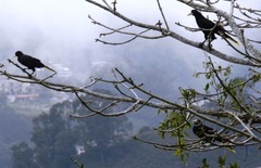 Psarocolius decumanus