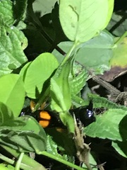 Carcinophora americana