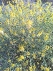 Cleomella palmeri