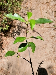 Cassipourea