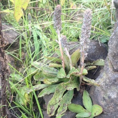 Thompsonella minutiflora