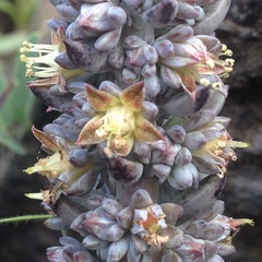 Thompsonella minutiflora