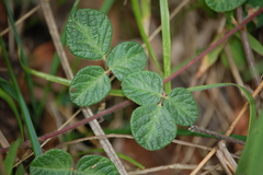 Desmodium molliculum