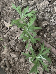 Conoclinium dissectum