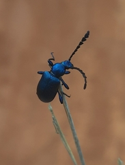 Prostenus