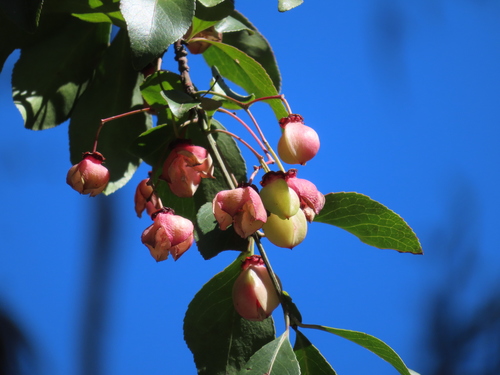 Euonymus carnosus Hemsl.