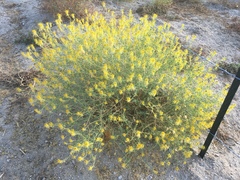 Cleomella palmeri