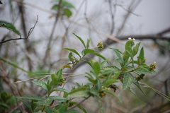 Varronia crenata