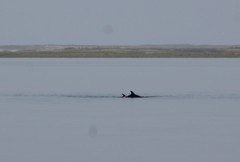 Delphinus
