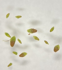Pohlia andalusica