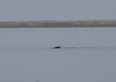 Delphinus