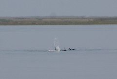 Delphinus