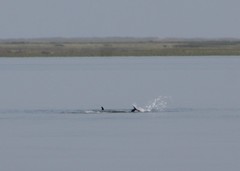 Delphinus