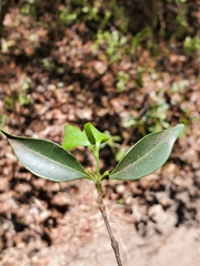 Pyrostria