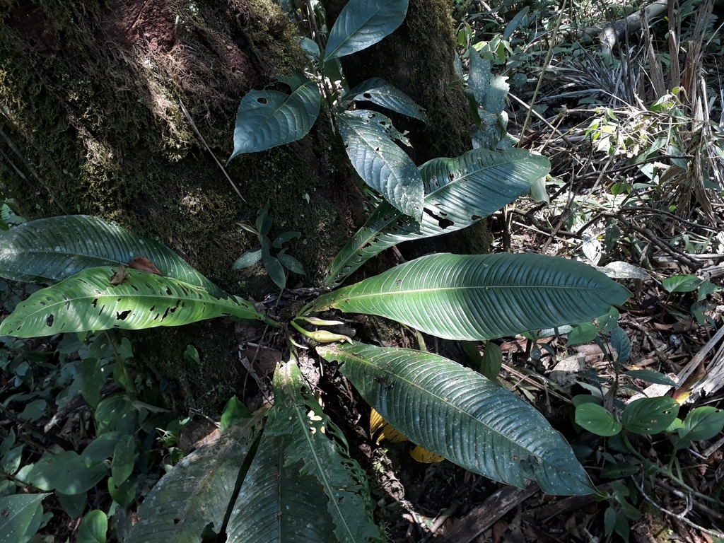 Philodendron campii
