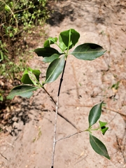 Pyrostria