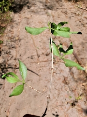 Pyrostria