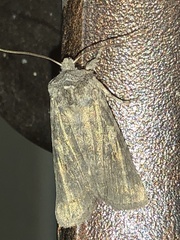 Lithophane laticinerea