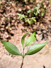 Pyrostria