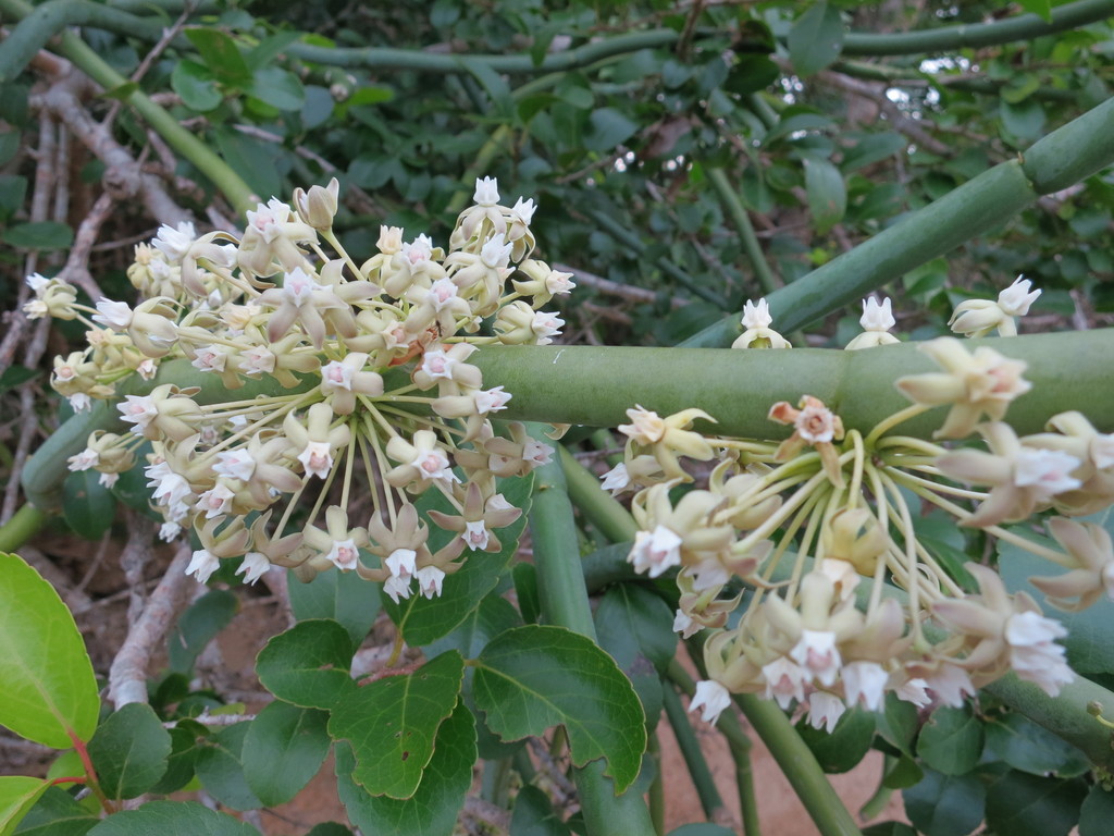Cynanchum floriferum; photograph Bat, CC0, iNaturalist via GBIF