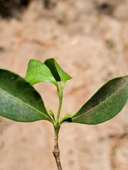 Pyrostria