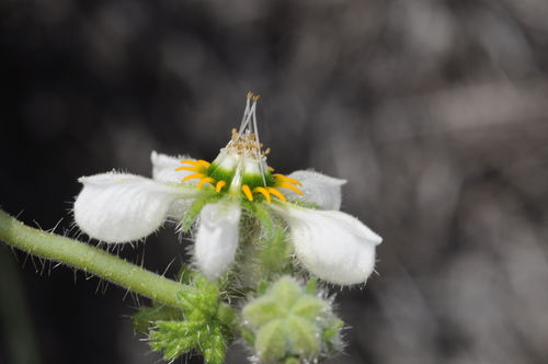 Image of Blumenbachia Sylvestris (Blumenbachia sylvestris) by (c) aacocucci, some rights reserved (CC BY)