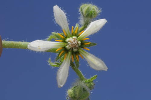 Image of Blumenbachia Sylvestris (Blumenbachia sylvestris) by (c) aacocucci, some rights reserved (CC BY)